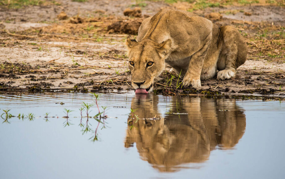 Tanzania Lion