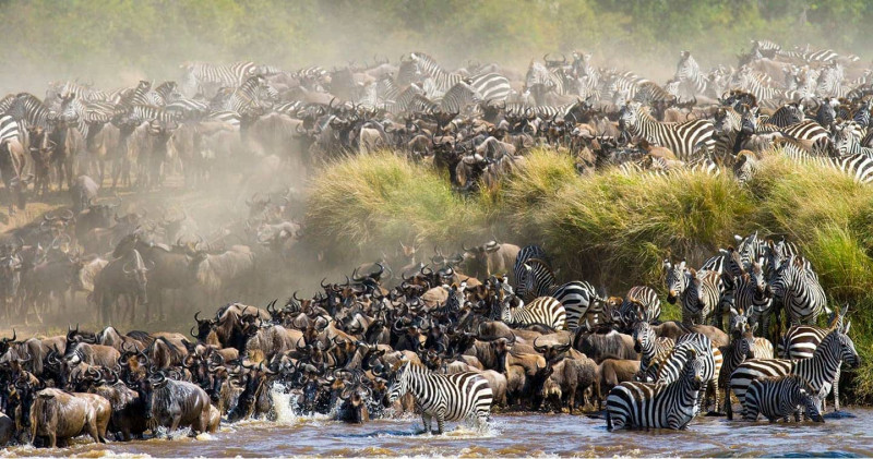 Grande migration au Masai Mara pendant un voyage en Afrique