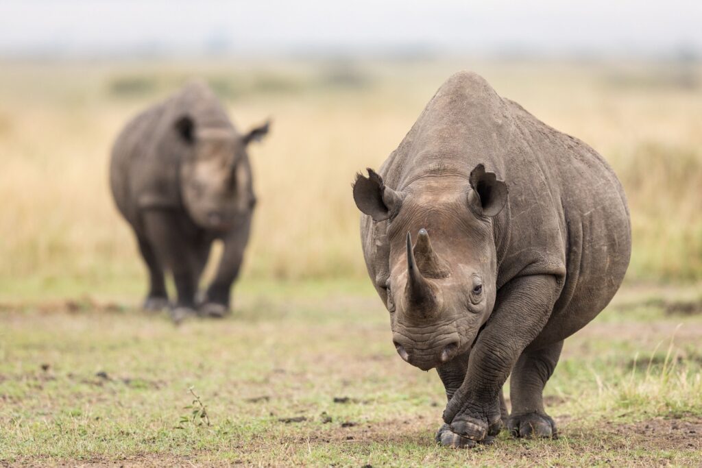 Parmi les animaux sauvages présents en Ouganda, on retrouve les rhinocéros