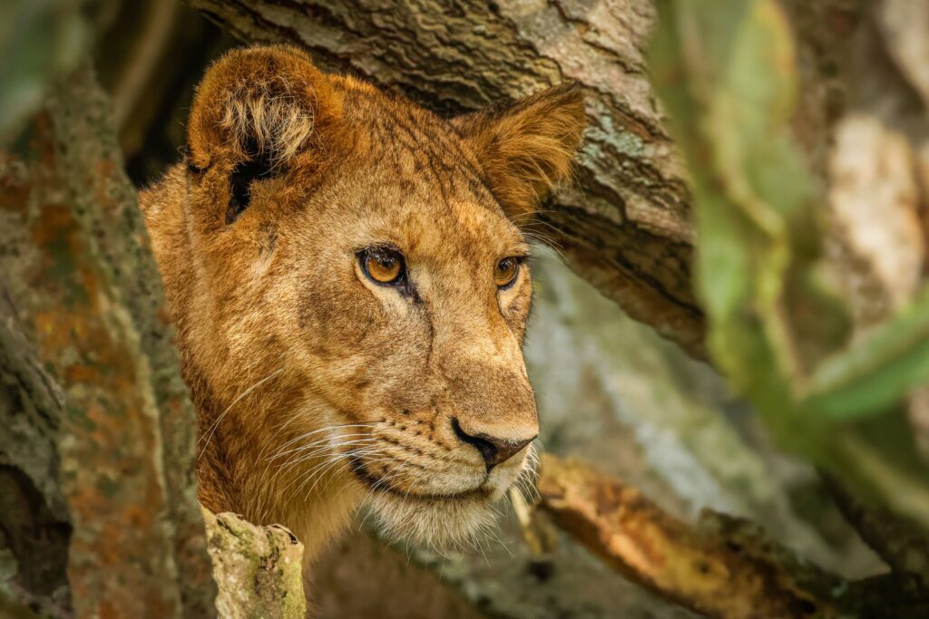 Queen Elizabeth National Park lion