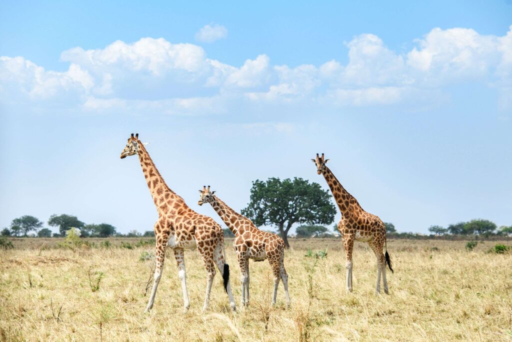 Trois girafes errant dans l'herbe jaune avec un arbre en arrière-plan