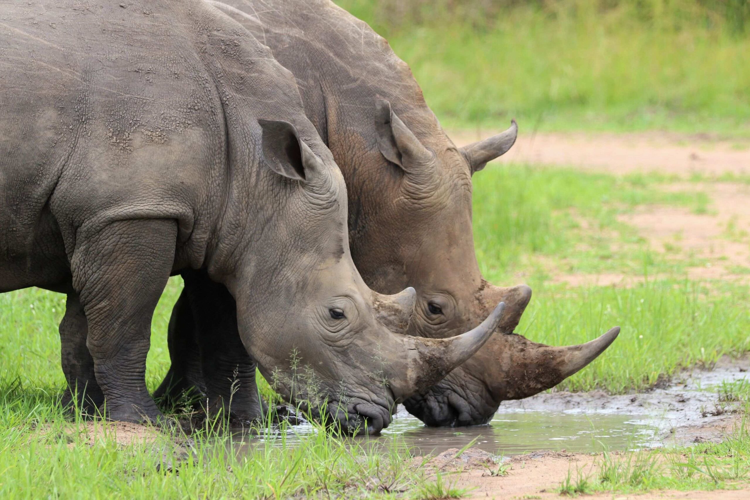 Trekking des rhinocéros au sanctuaire de rhinocéros de Ziwa