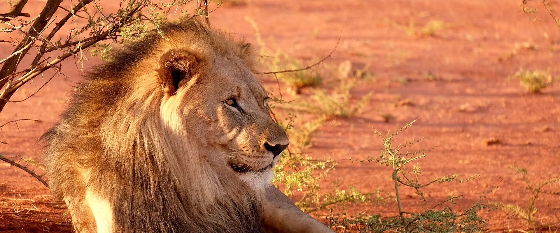 Un lien dans la savane africaine