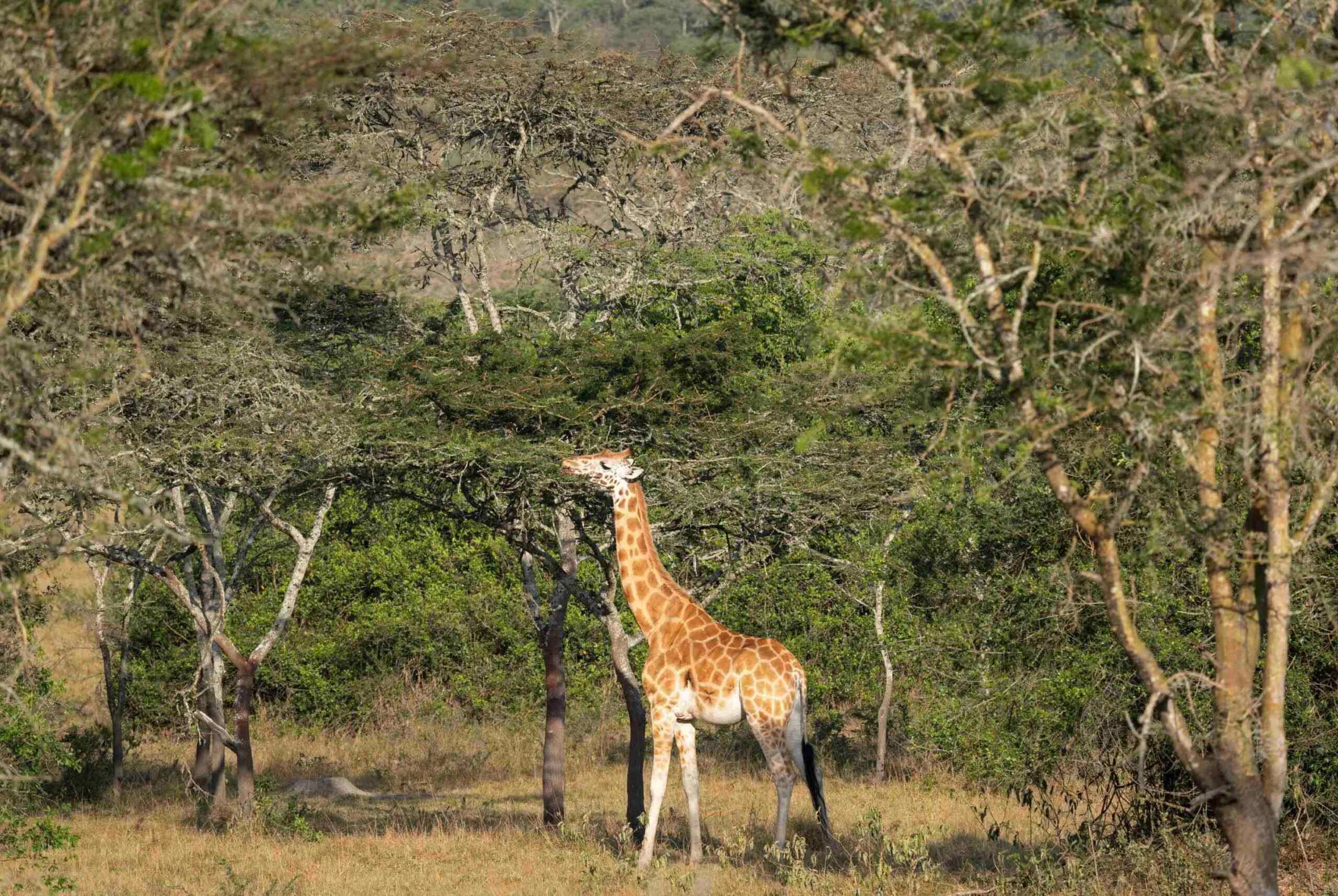 Safari en jeep dans le parc national du lac Mburo