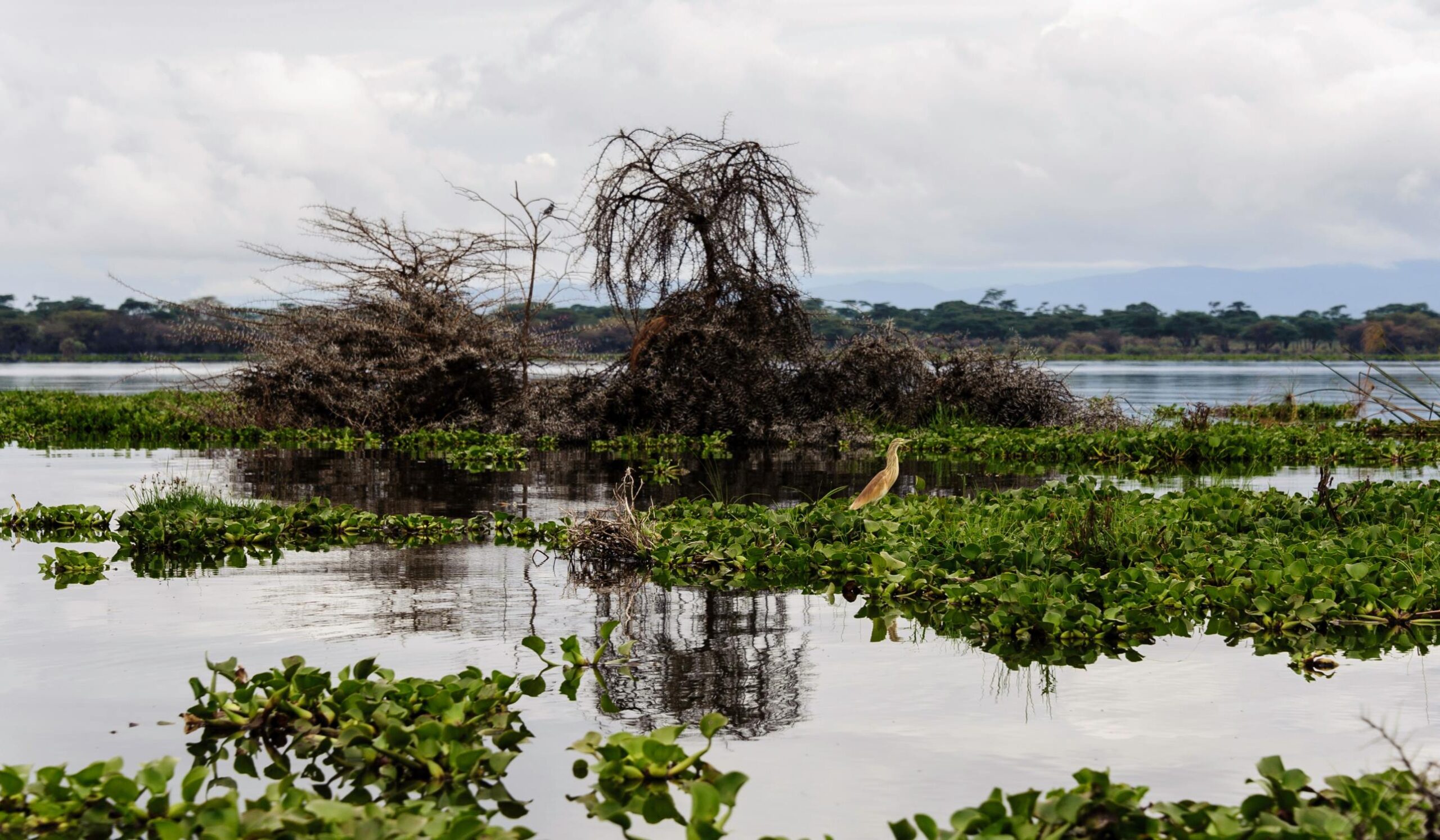 Lac Naivasha