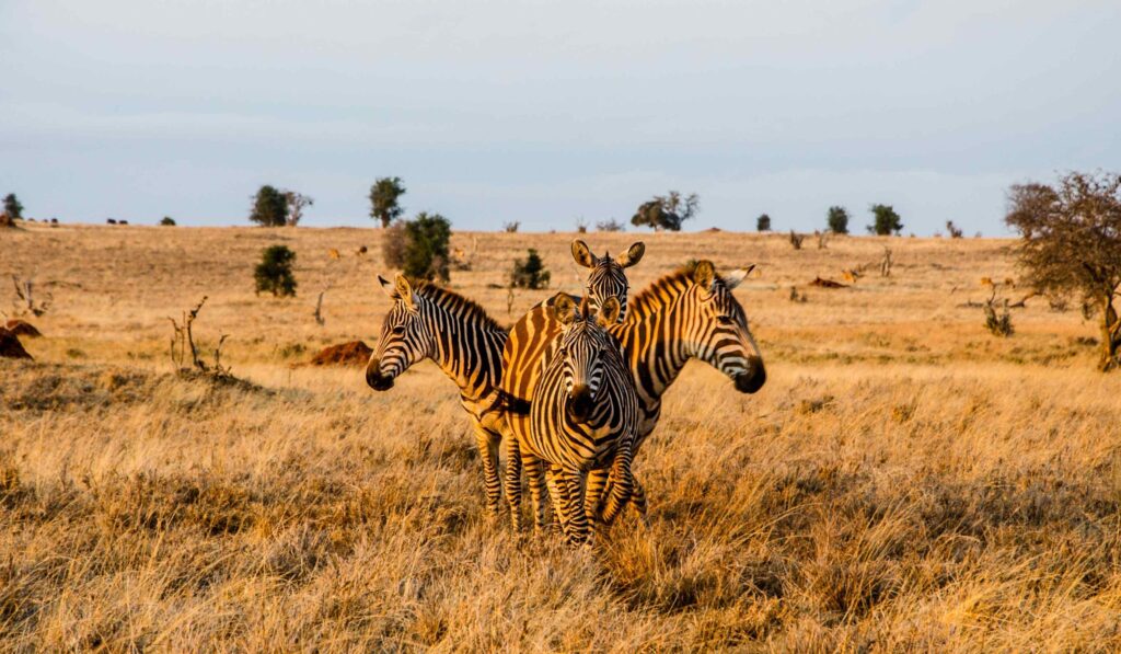Quatre zèbres se tenant en cercle pendant l’heure dorée dans le parc national de Tsavo Ouest, au Kenya