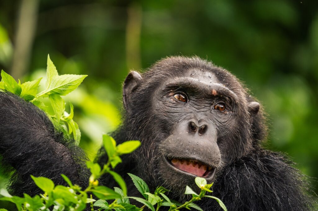 Uganda chimp trekking