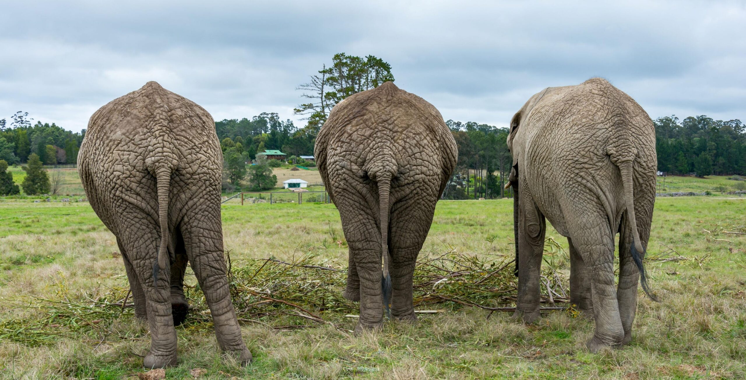 Expérience avec les éléphants au Knysna Elephant Park