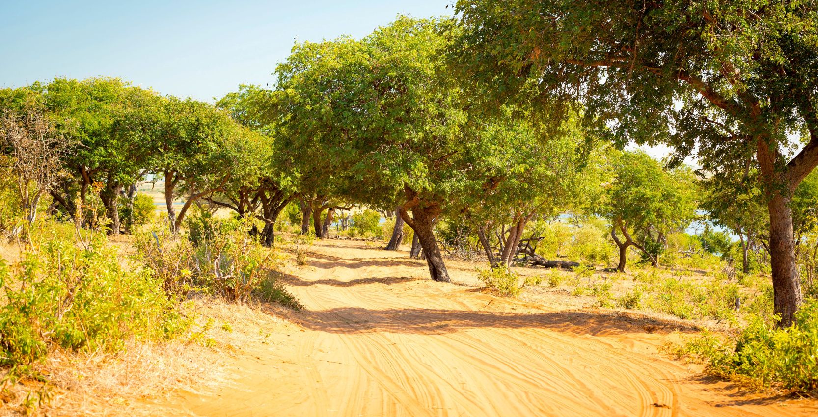 Drive from Chobe Riverfront to Kasane