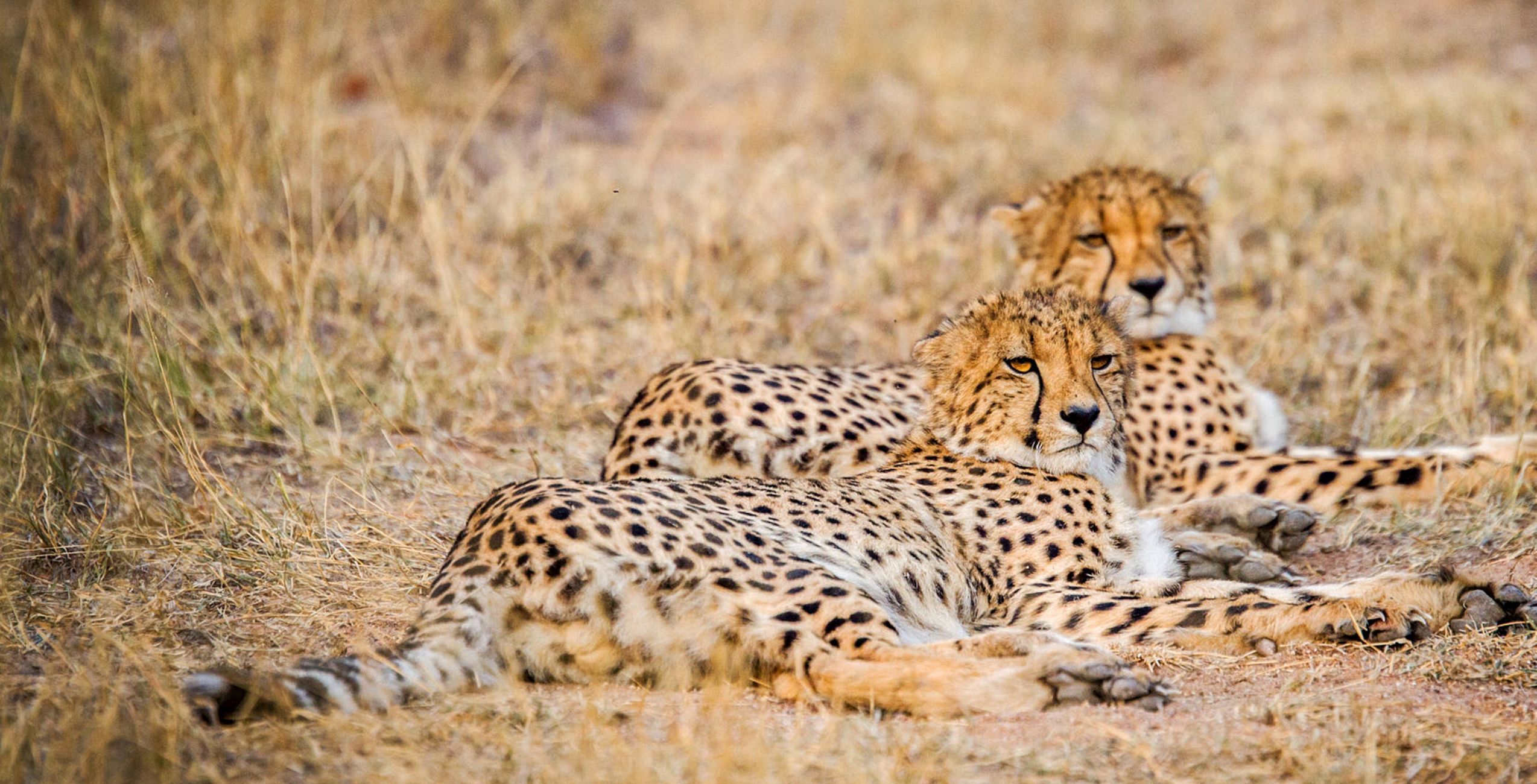 Réserve communautaire de Khwai