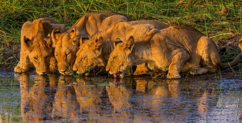 Quatre lions s'abreuvant côte à côte, au cœur du Delta de l'Okavango.