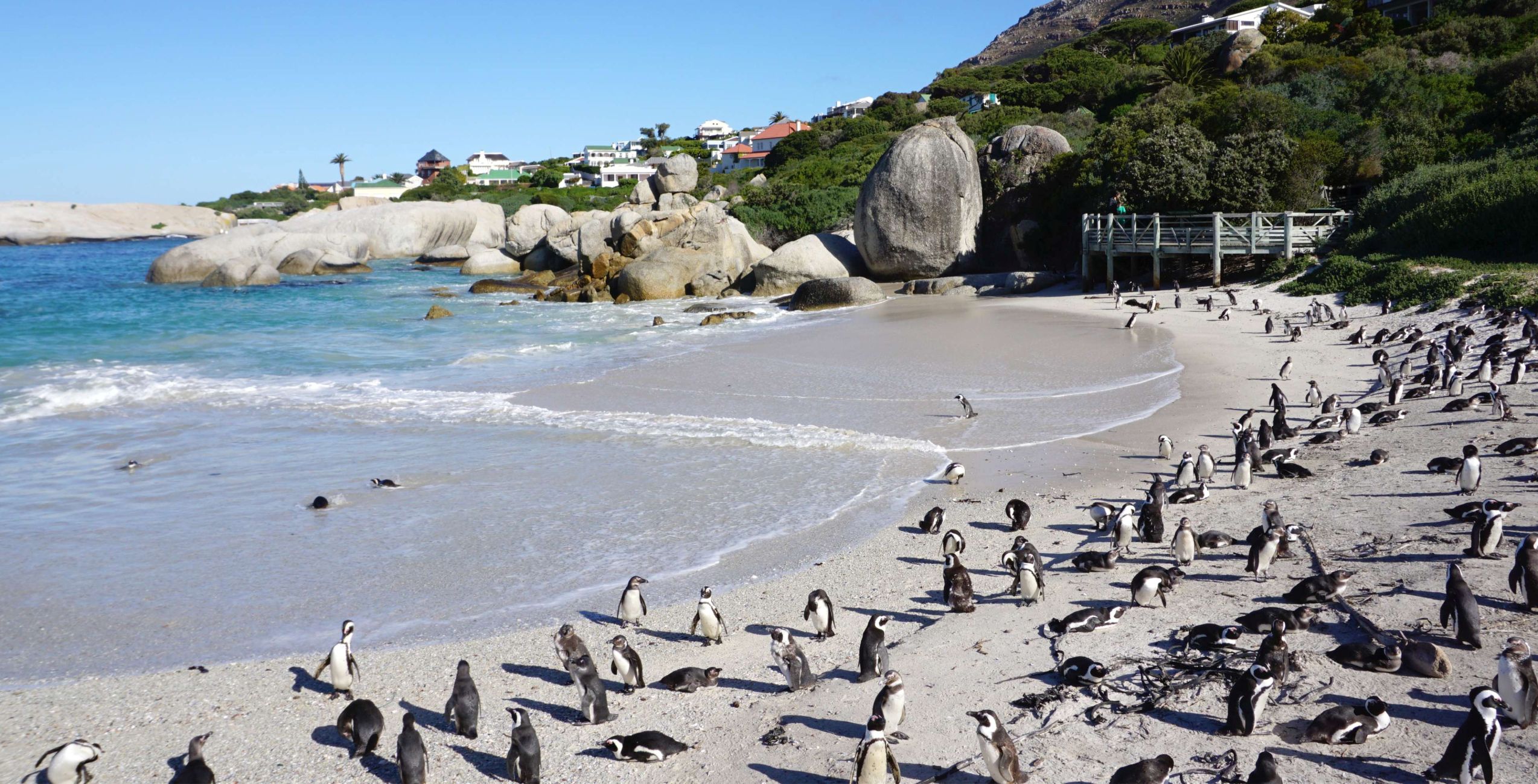 Visitez la colonie de pingouins africains à Boulders Beach (paiement sur place)