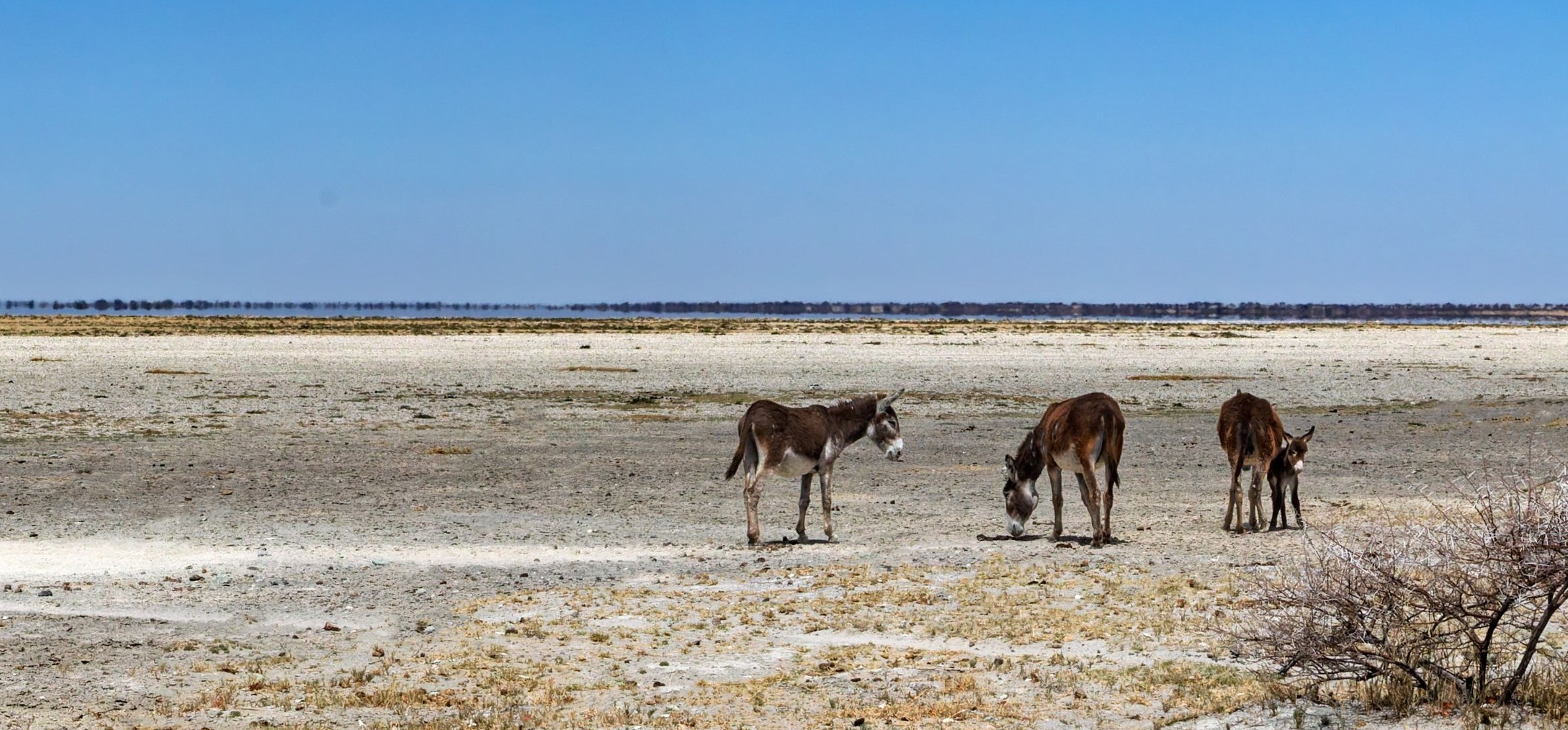 Parc national de Makgadikgadi Pans