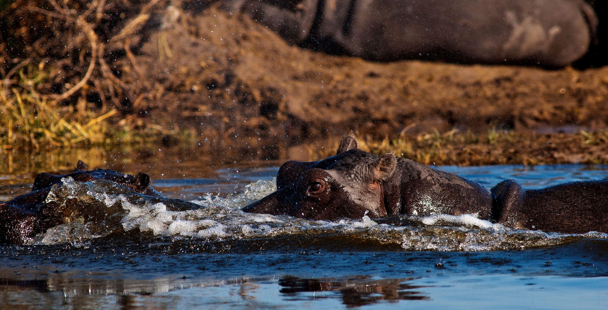 Réserve de chasse de Moremi