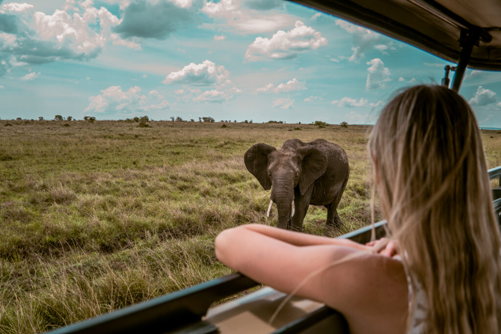 IM_KE_MAR_Client aperçoit un éléphant depuis une jeep