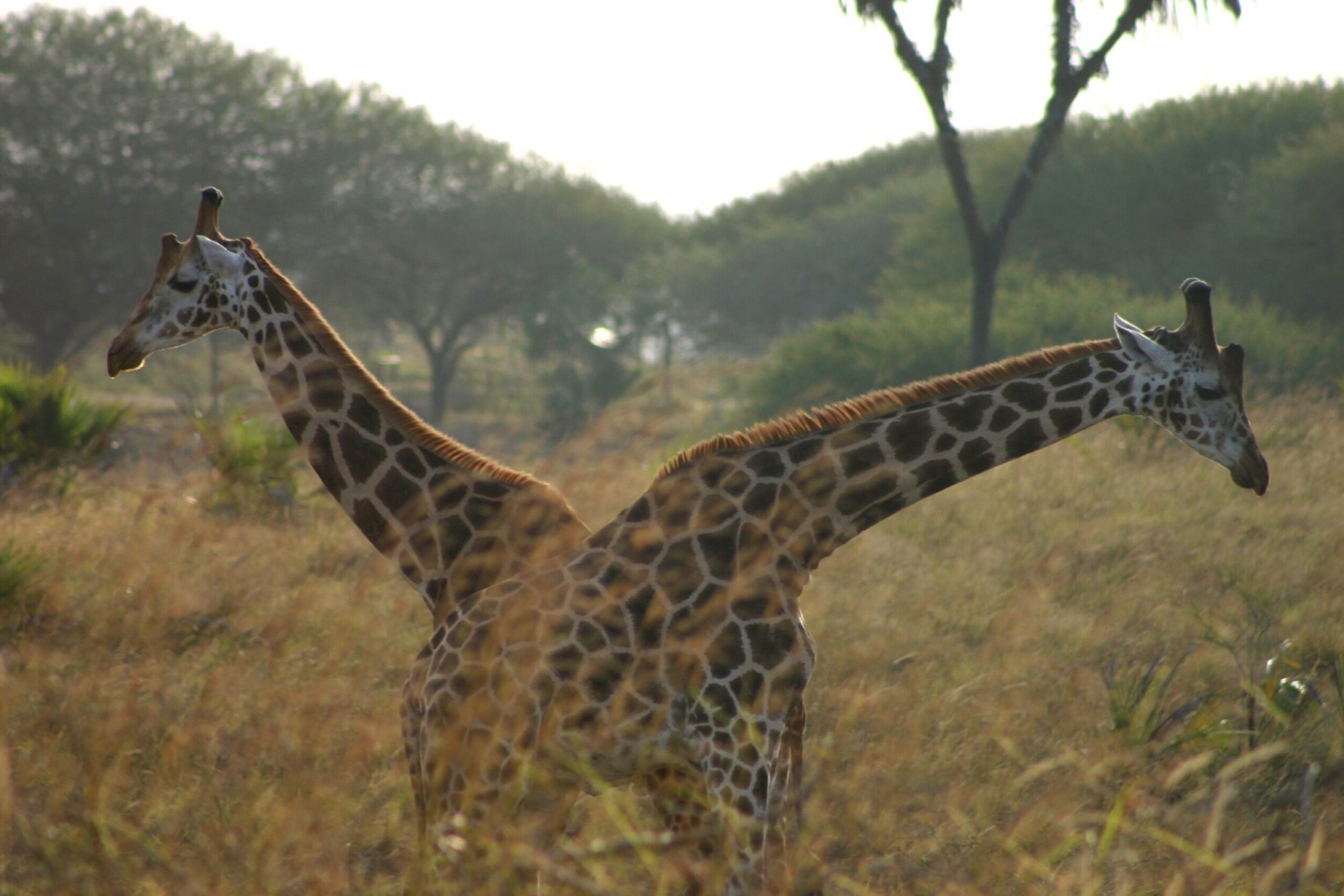 Sanctuaire de Nguuni - promenade guidée, observation de girafes et apéritif autour du feu de camp