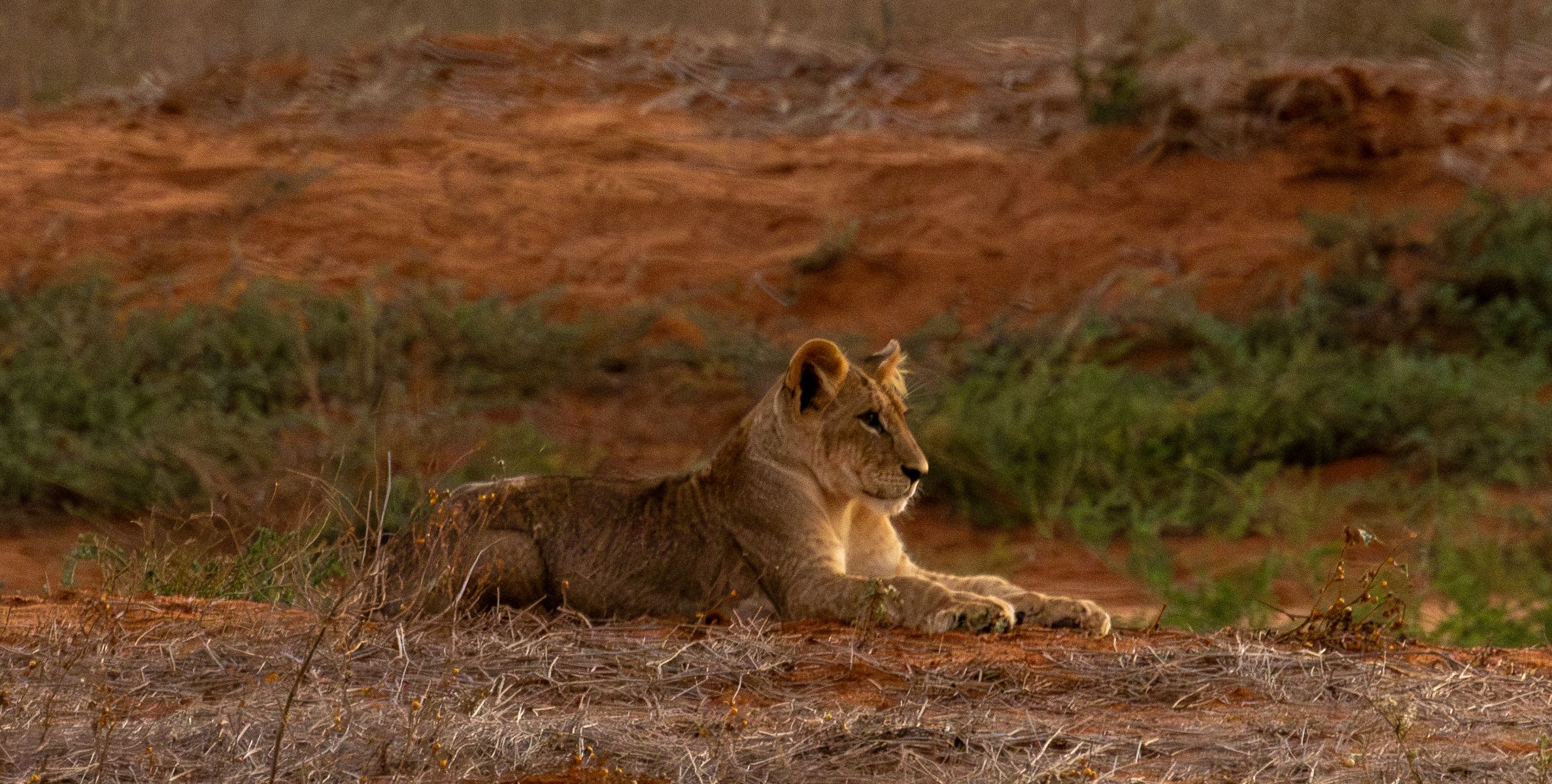 Safari dans la zone de conservation de Ngutuni