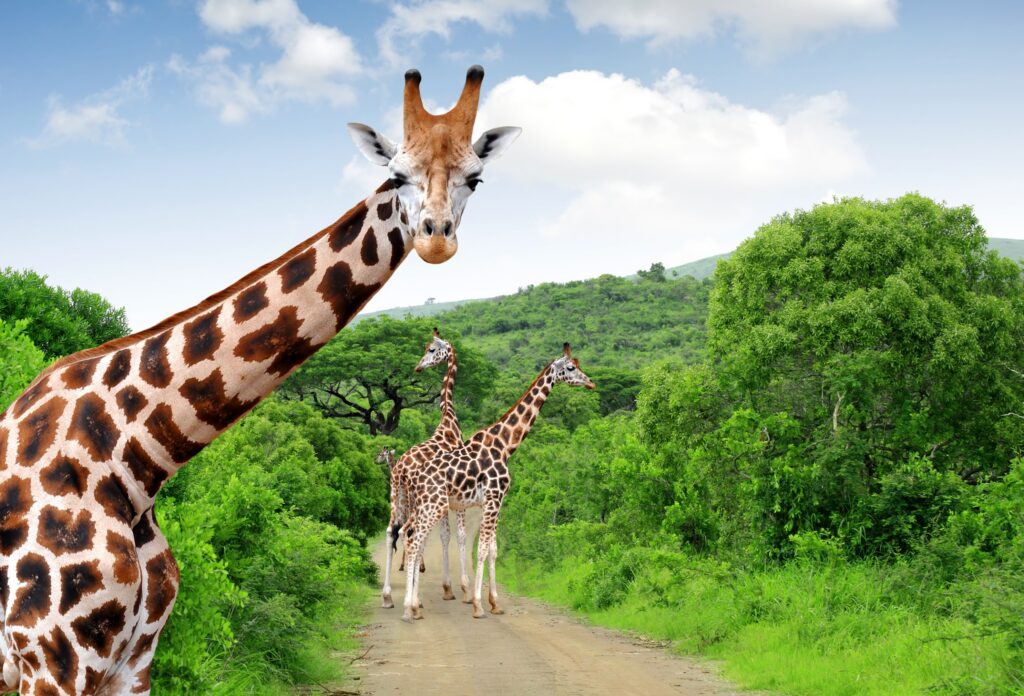 Girafes sur une route dans le parc Kruger