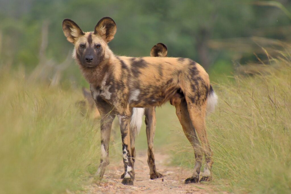 African wild dog standing on a small way in between high green grass