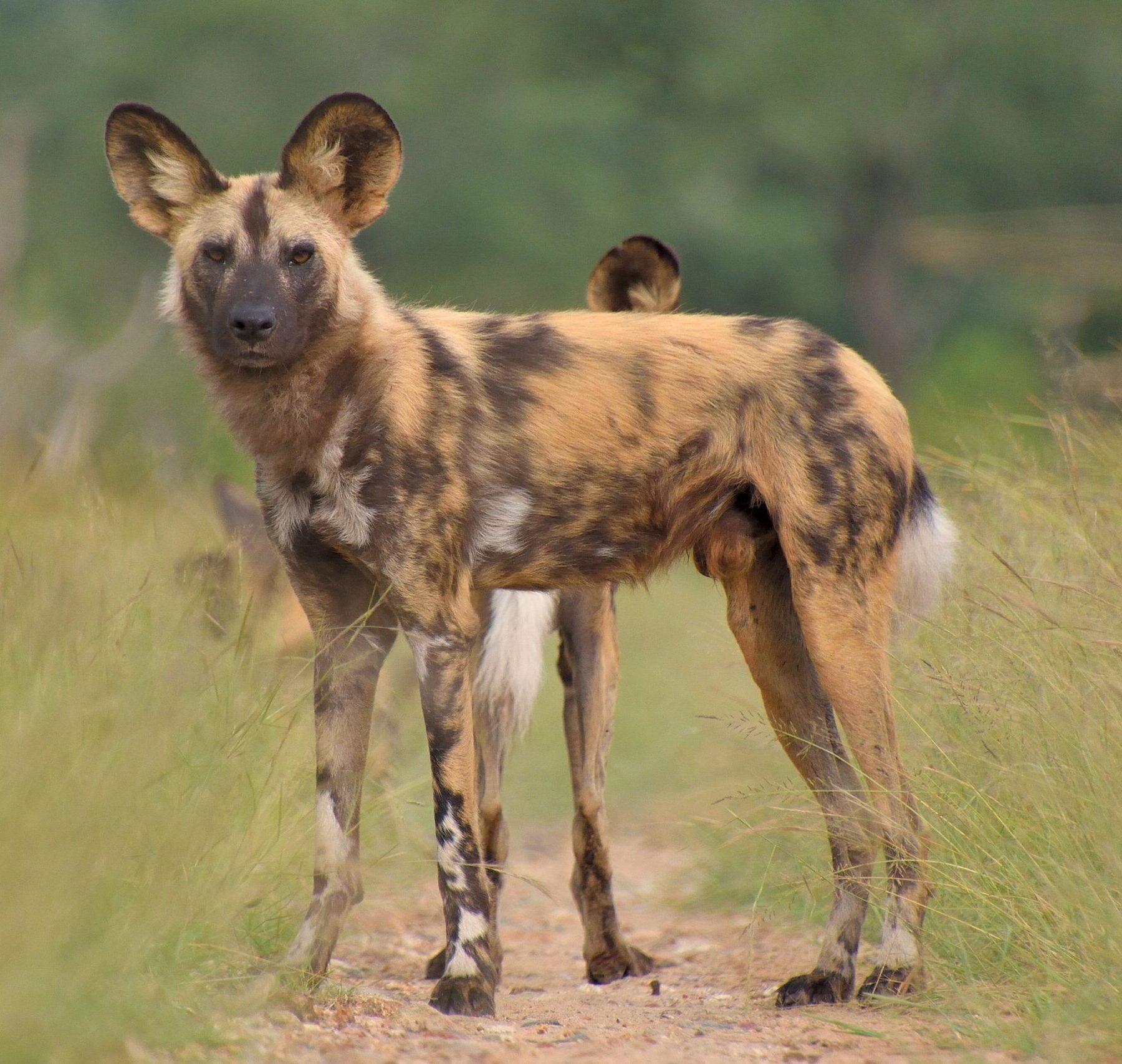 African wild dog standing on a small way in between high green grass