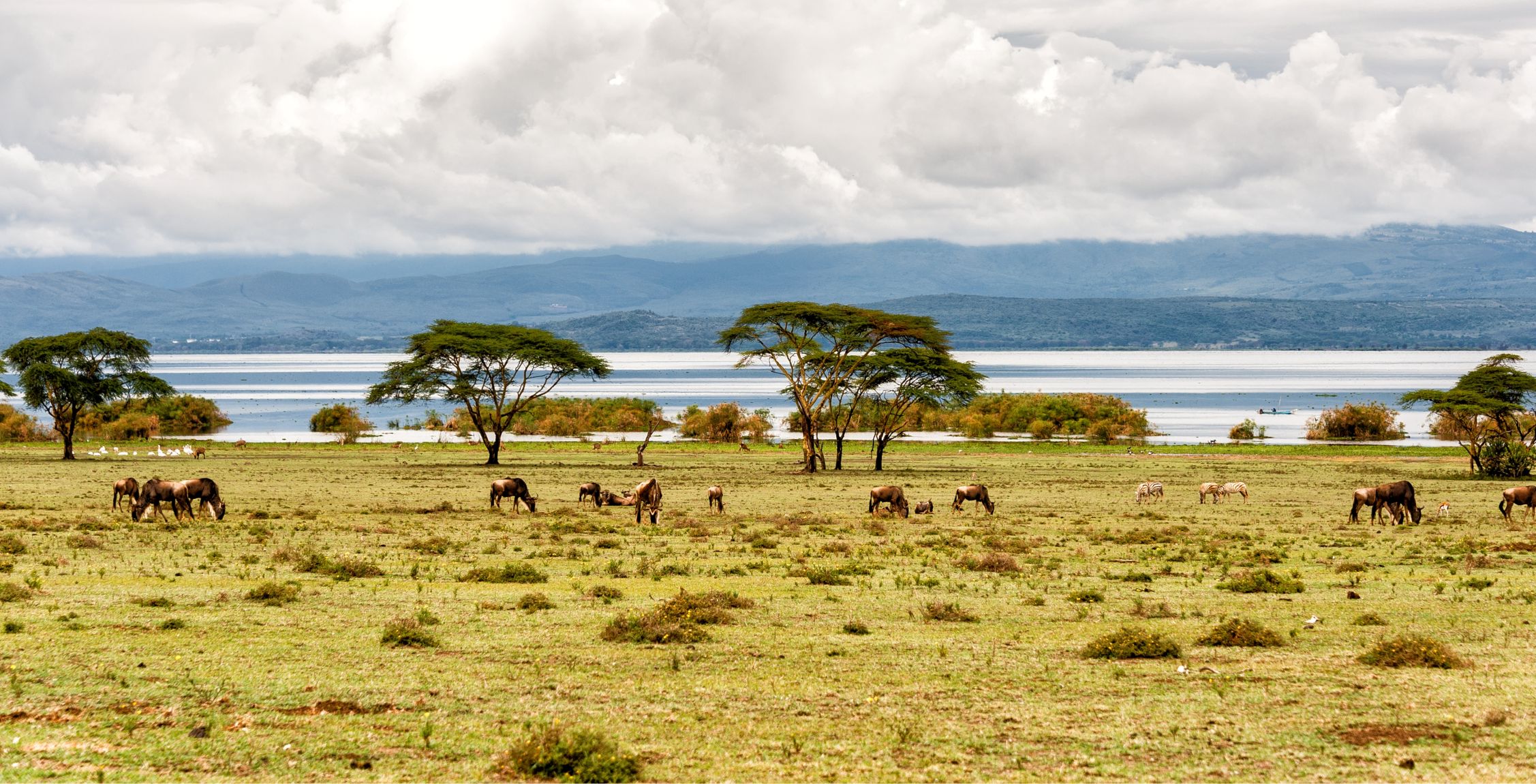 Trajet du parc national du Masai Mara au lac Naivasha