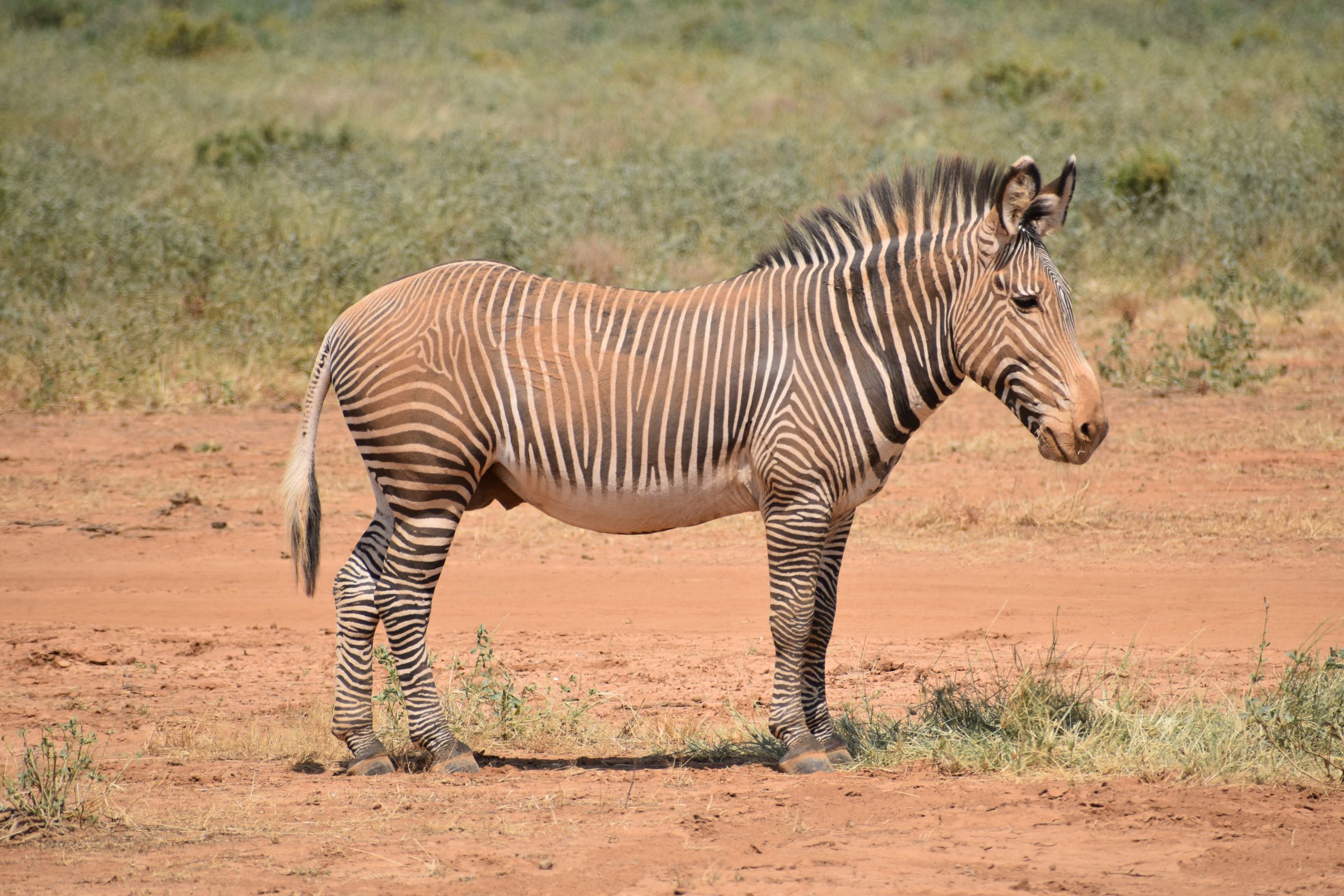 Trajet de la zone de conservation d'Ol' Pejeta à la réserve nationale de Samburu