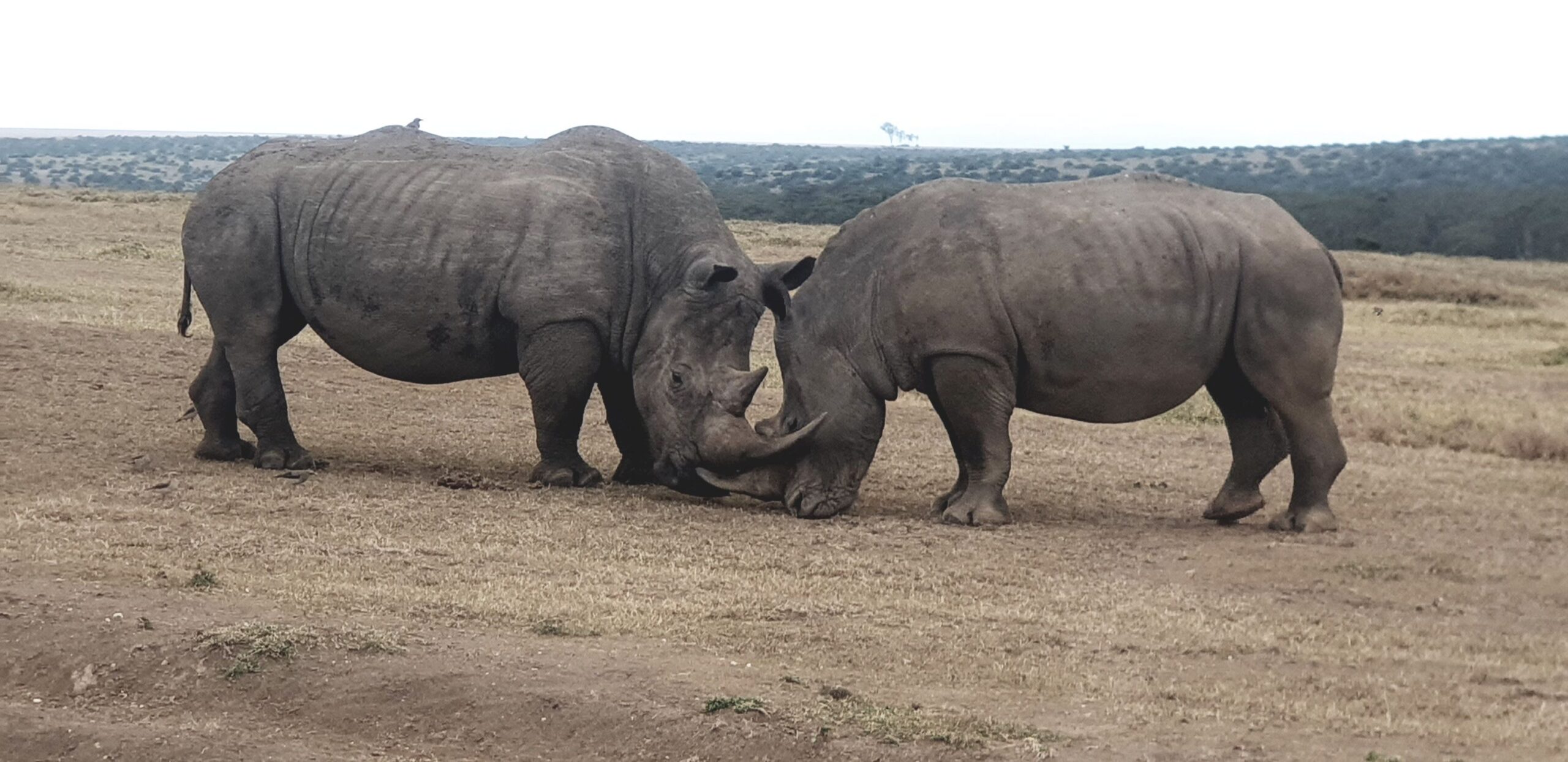 Trajet de la réserve d'Ol Pejeta à la réserve de Solio