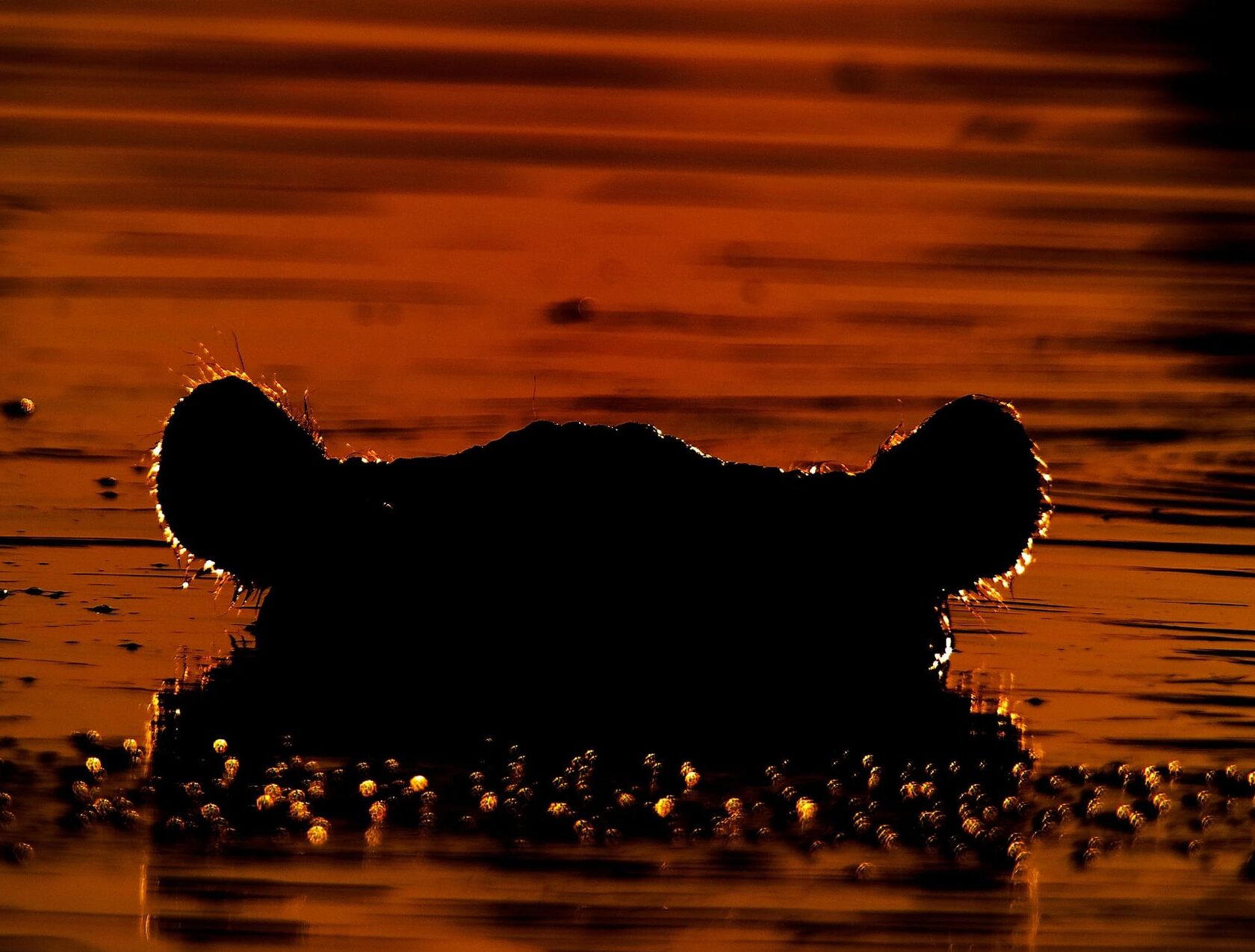 Hippo emerging from the River Khwai at sunset