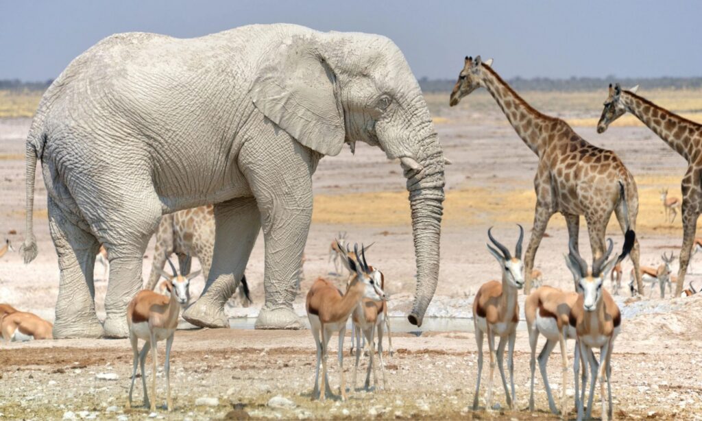 Éléphants, girafes et springboks à Etosha
