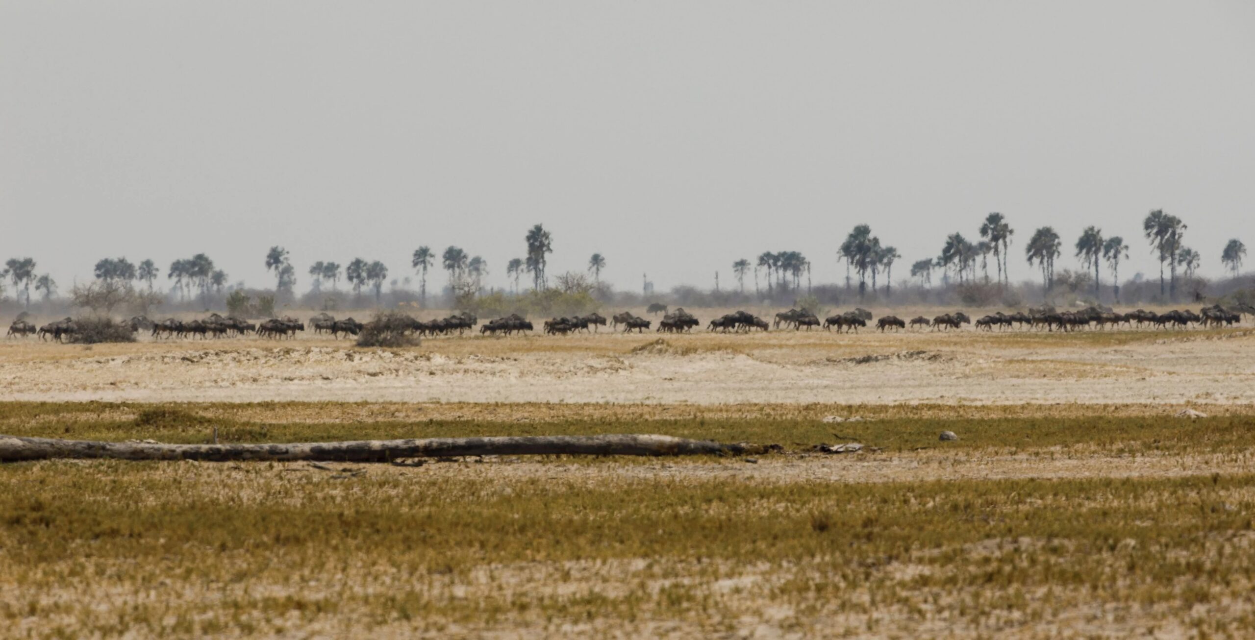 Les salines de Makgadikgadi