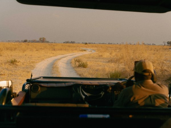 Safari guidé en voiture au Botswana avec Cha Chat Metsi