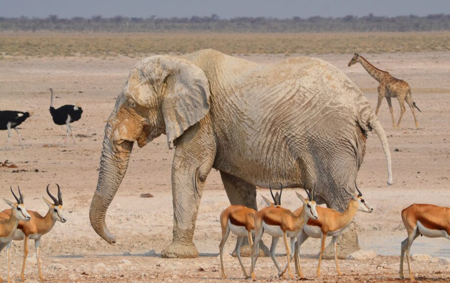 Éléphant entouré de springboks, d'autruches et d'une girafe dans le parc national d'Etosha en Namibie