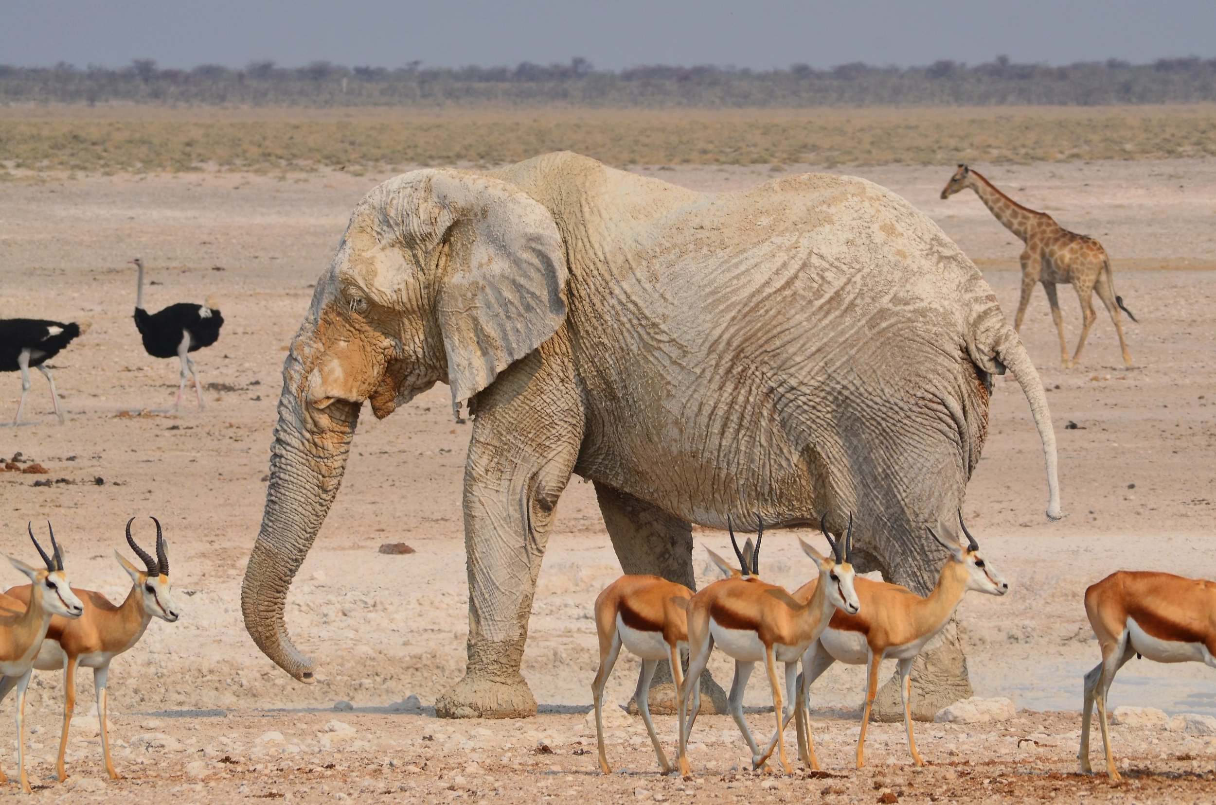 Éléphant entouré de springboks, d'autruches et d'une girafe dans le parc national d'Etosha en Namibie.