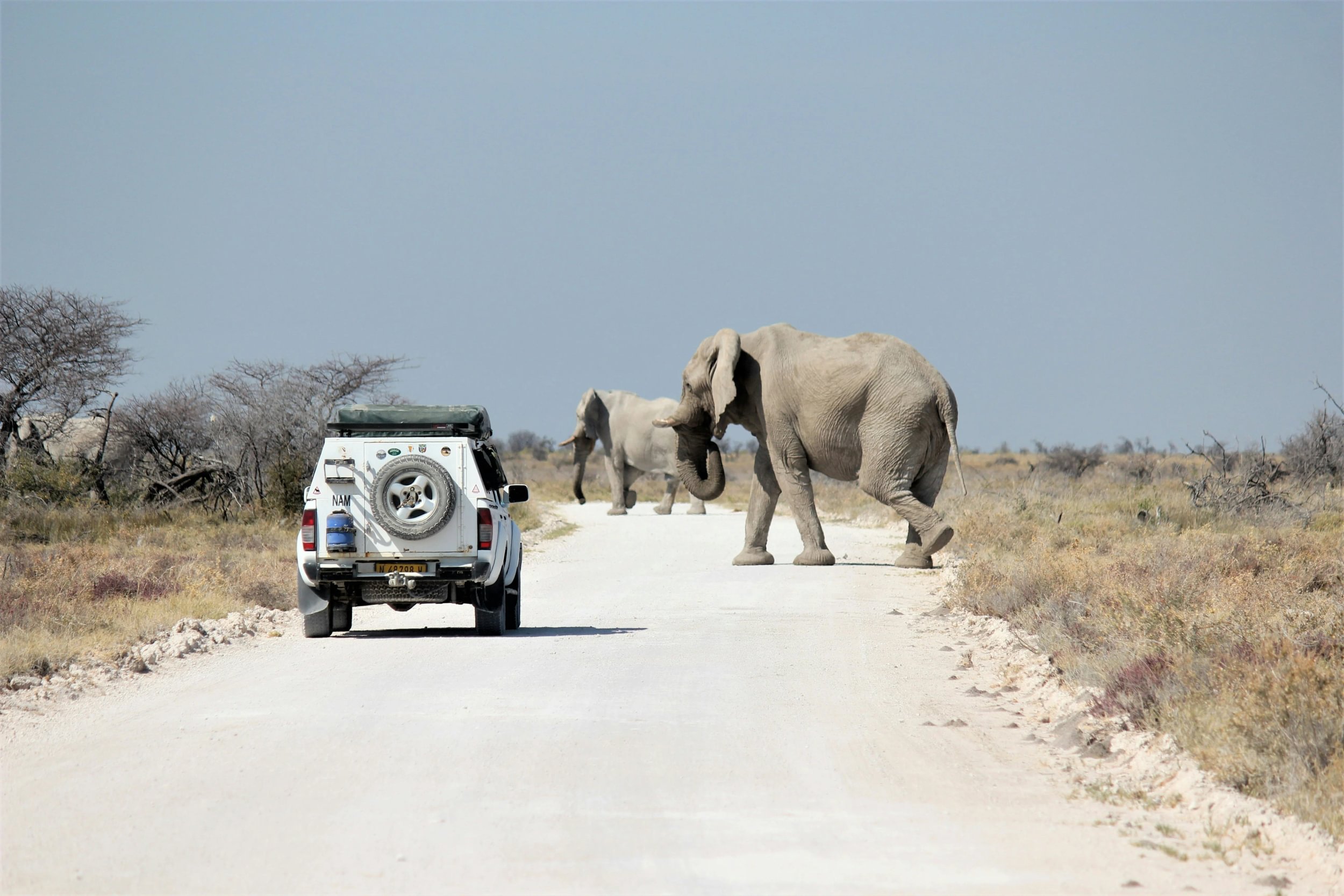 Éléphants traversant la route devant un véhicule de safari dans le parc national d'Etosha en Namibie.