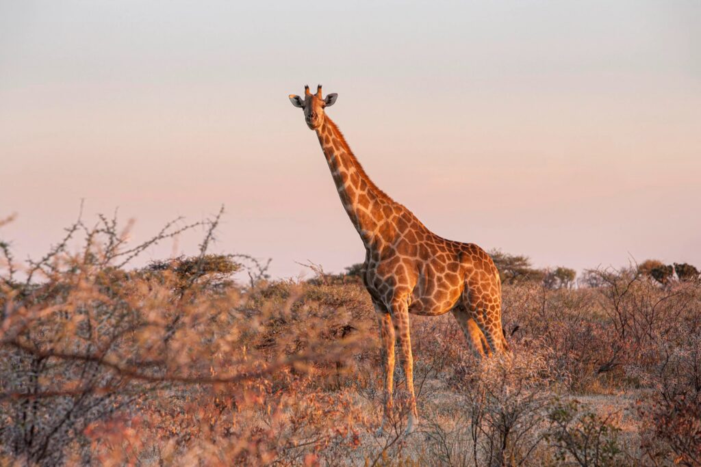 Girafe debout dans la savane au coucher du soleil dans le parc national d'Etosha