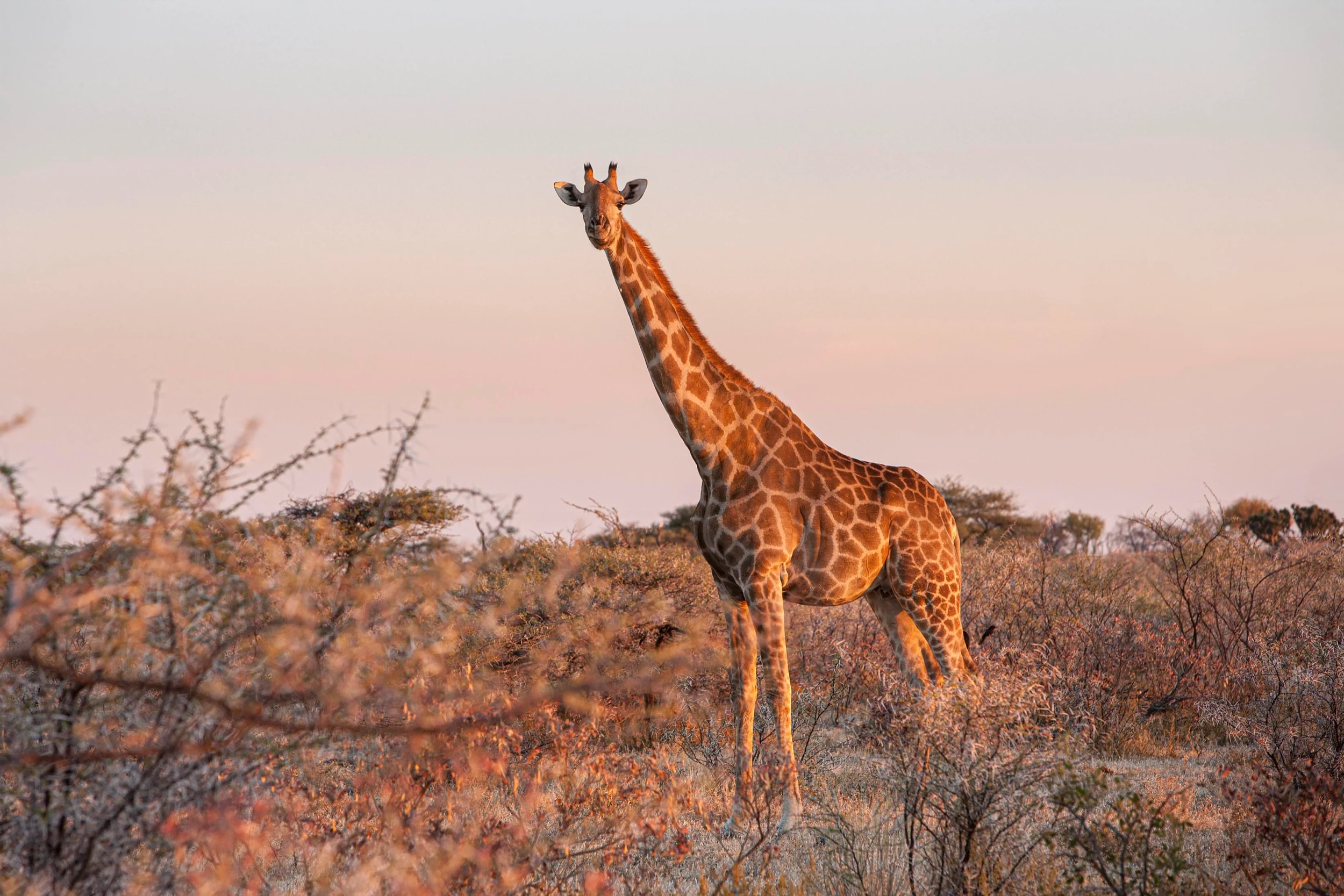 Girafe debout dans un champ entouré d'arbustes au coucher du soleil dans le parc national d'Etosha en Namibie.