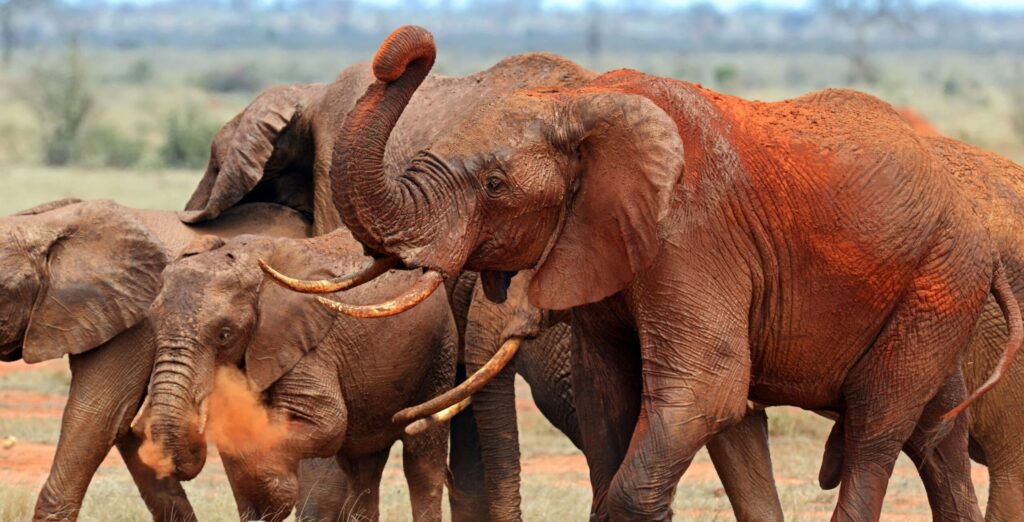 Elephant herd covered with red dust in Tsavo East National Park Kenya