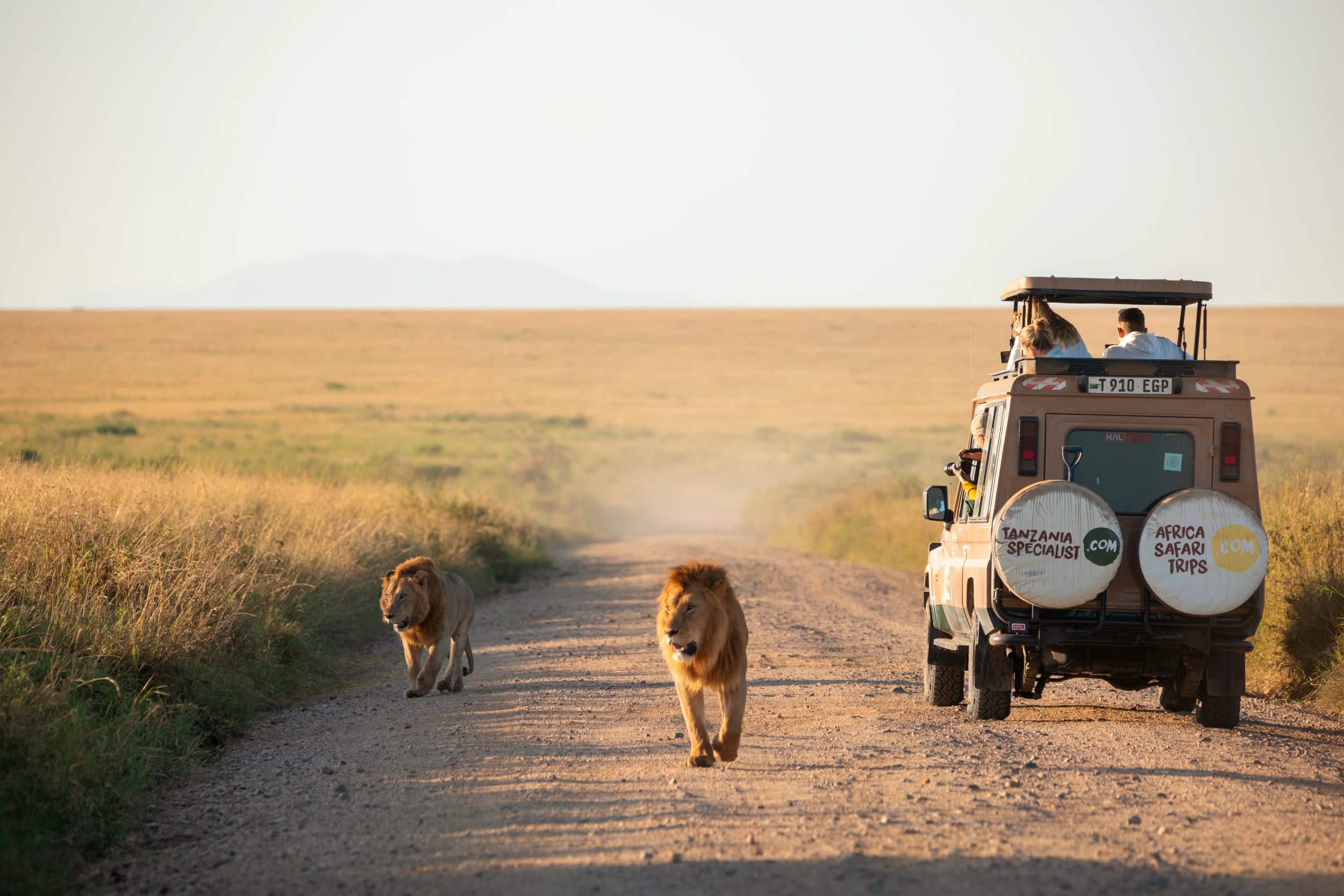 2 lions à côté d'une jeep des marques Tanzania Specialist et Safari en Afrique