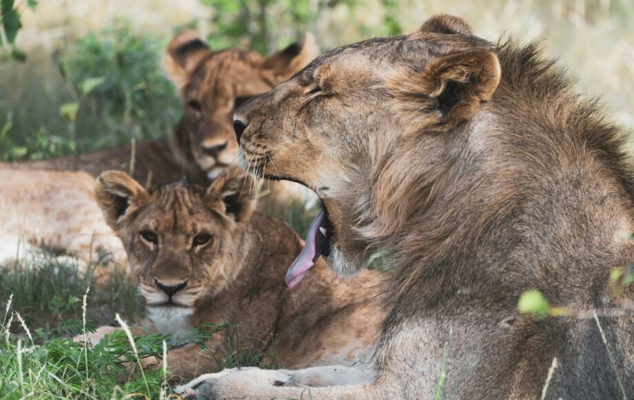 Troupe de lions se reposant à l'ombre dans le parc national d'Etosha avec un lion qui baille