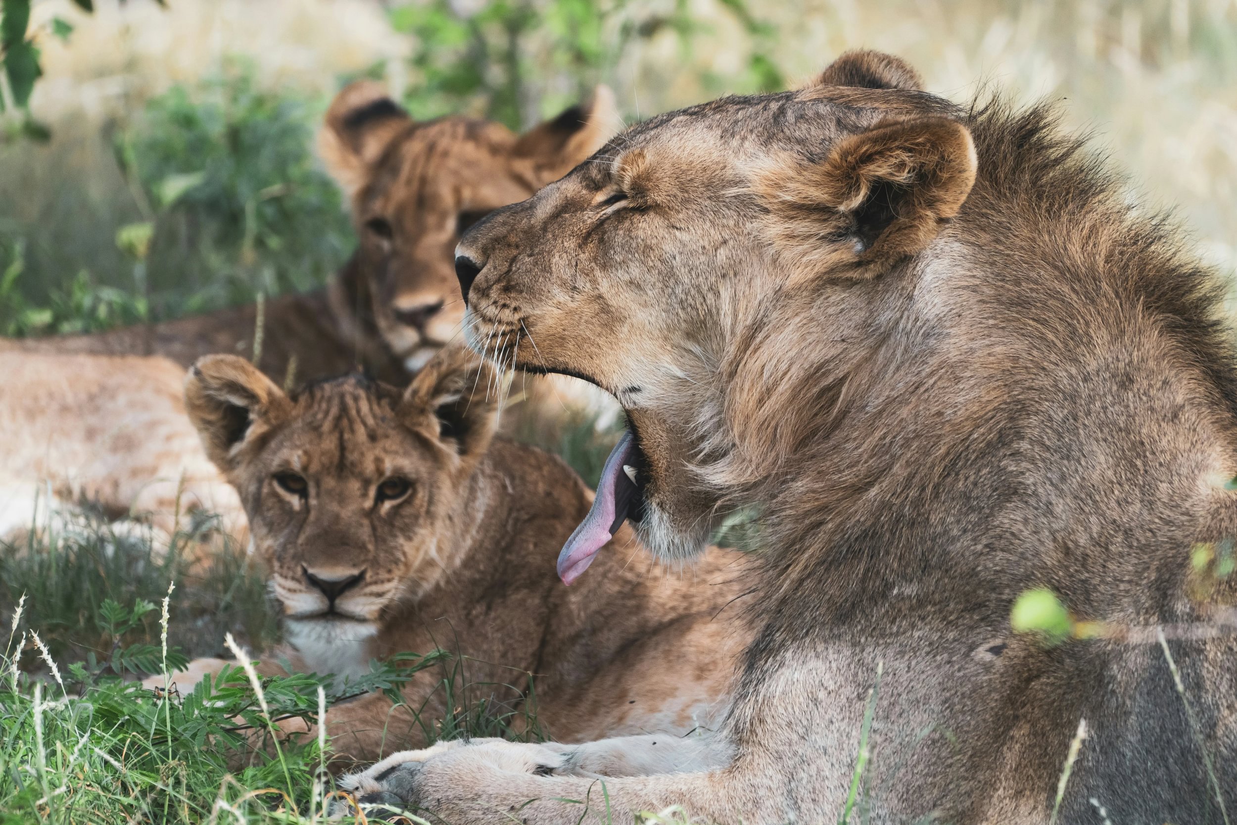 Une troupe de lions se repose à l'ombre dans le parc national d'Etosha en Namibie et l'un d'eux bâille.