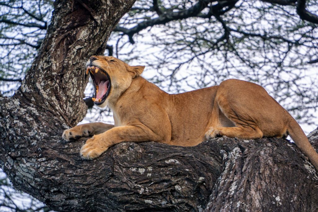 Une lionne perchée sur un arbre du Seregeti