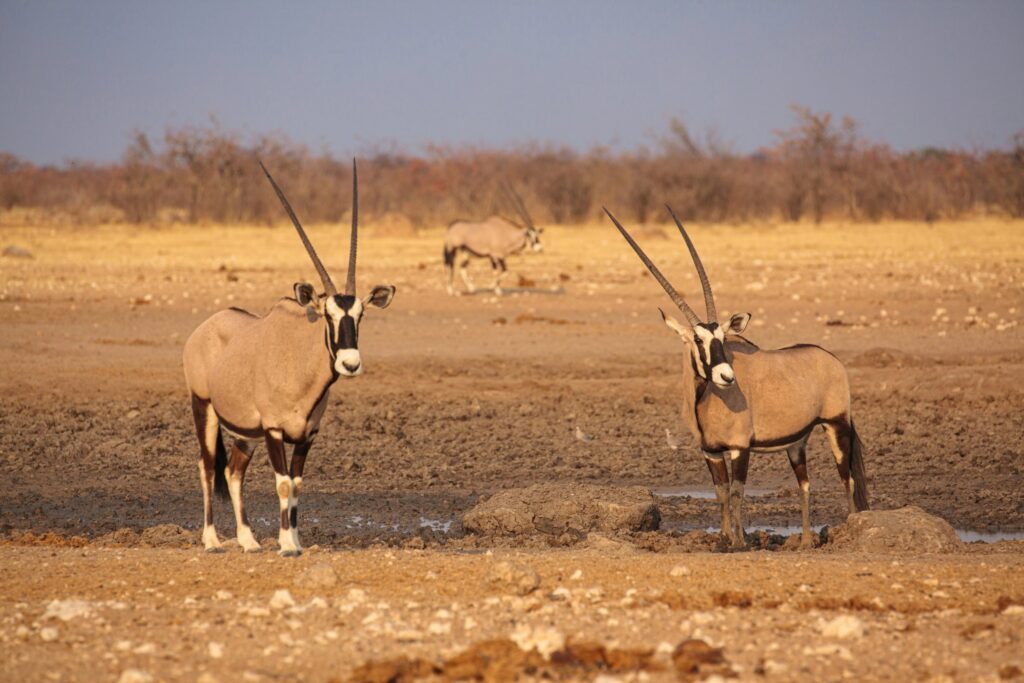Antilopes oryx à un point d'eau asséché d'Etosha