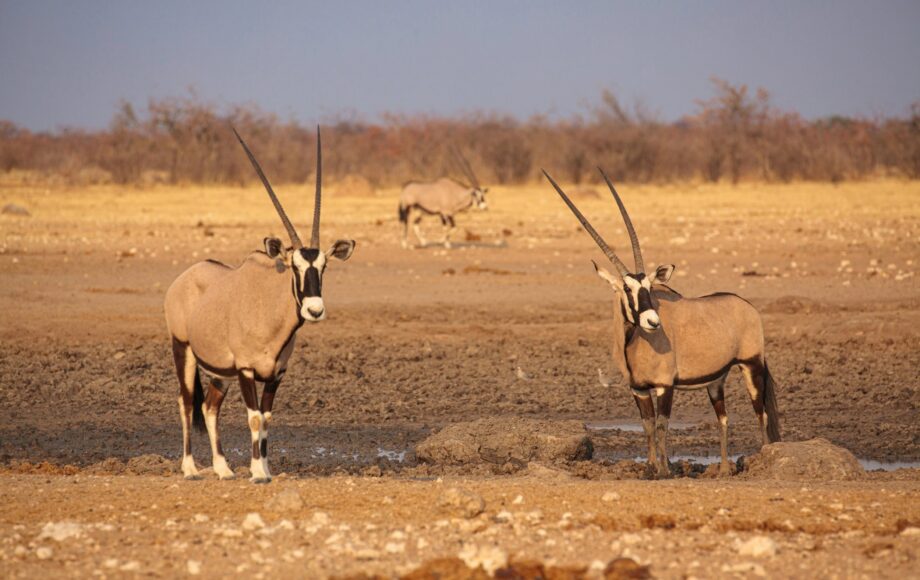 Antilopes oryx à un point d'eau asséché d'Etosha