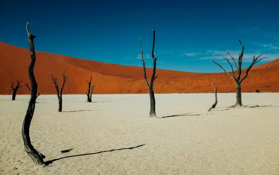 Arbres pétrifiés de Deadvlei dans le parc national de Sossusvlei en Namibie