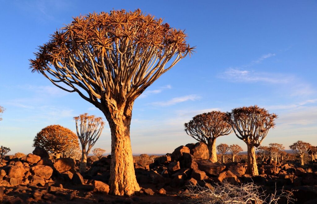 Forêt d'arbres à carquois, Namibie