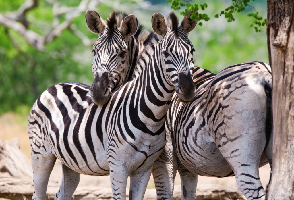 Deux zèbres debout parmi les arbres dans le parc national Kruger en Afrique du Sud