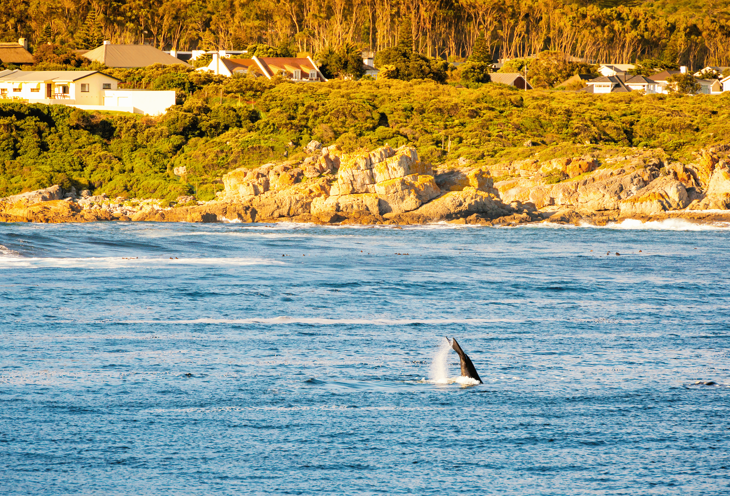 Baleine franche australe à Hermanus