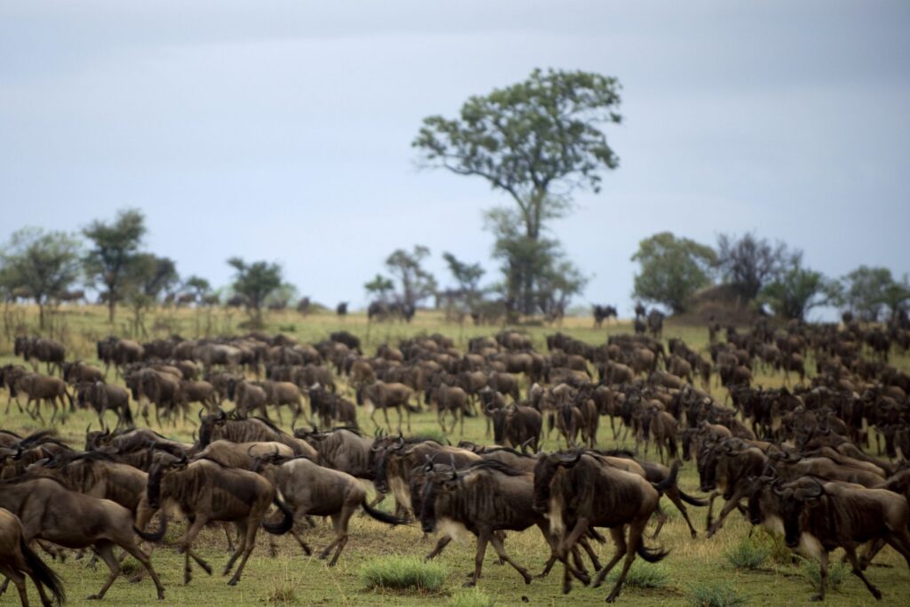 Migration des gnous en Tanzanie