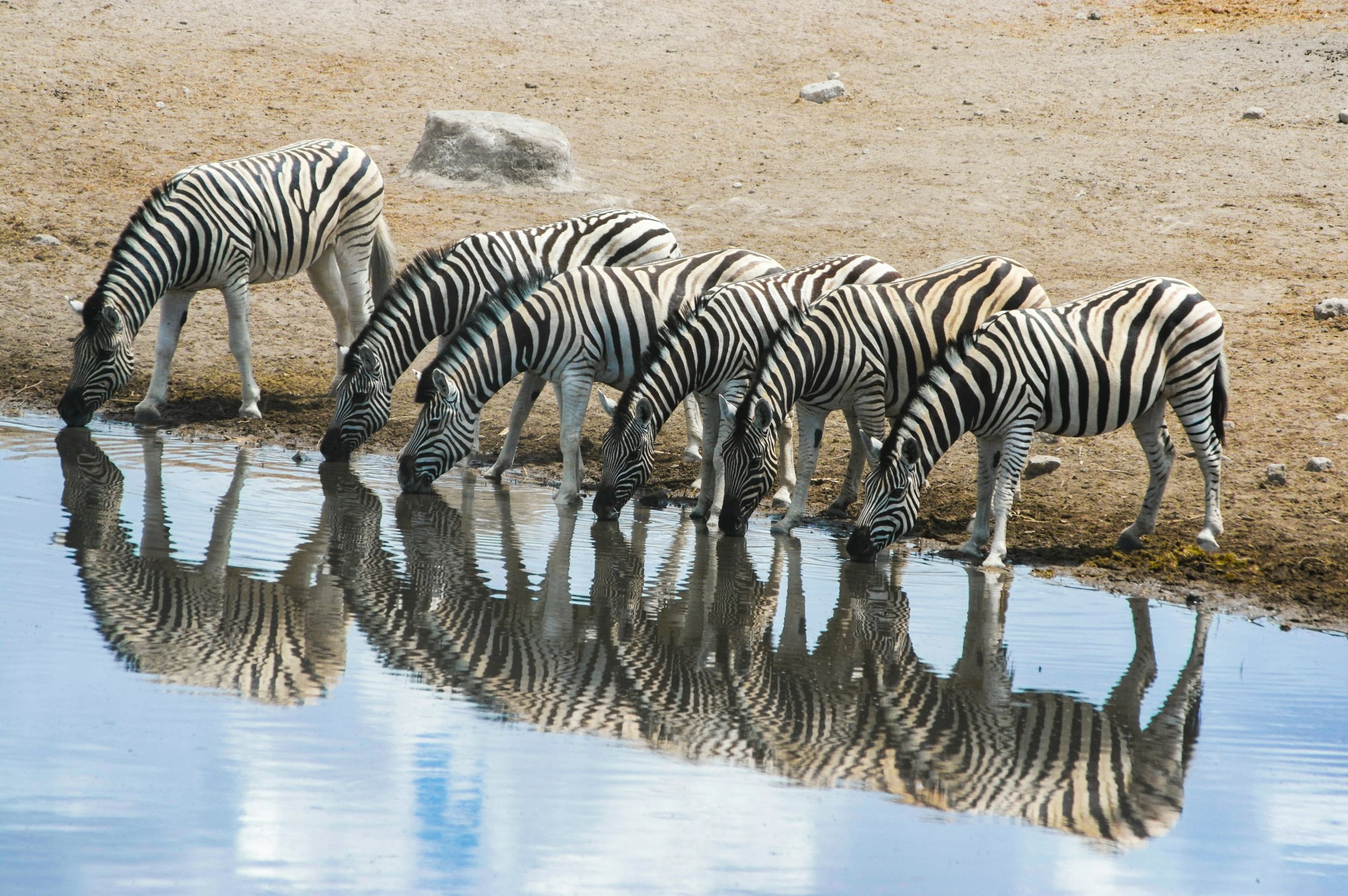 Reflet de zébres buvant au point d'eau du parc national d'Etosha en Namibie.