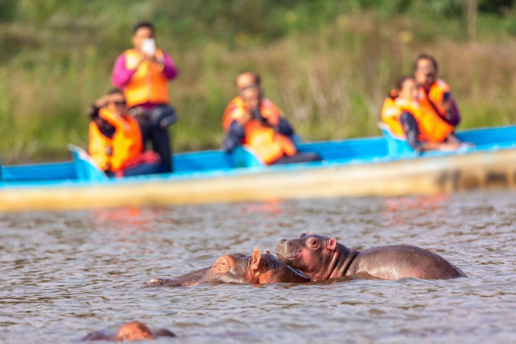 Hippopotames nageant dans le lac Naivasha lors d'un safari en bateau au Kenya, avec des visiteurs observant la faune depuis une petite embarcation à l'arrière-plan.